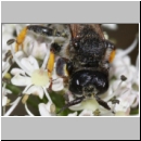 Crabro cribrarius - Grabwespe m08b 13mm OS-Hasbergen Lehmwiese.jpg